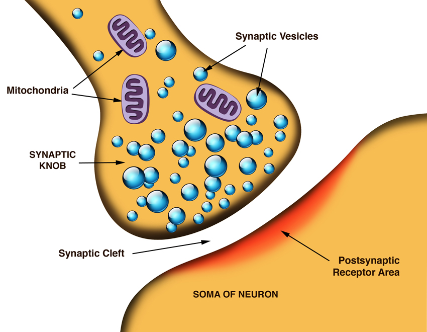 Medical illustrations